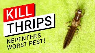 😡 How to kill Thrips on Nepenthes 💀 the worst pest ever 😱 [upl. by Ayaros122]