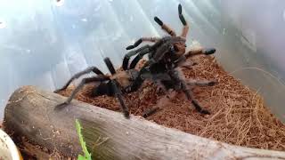 ผสมพันธุ์แมงมุมทารันทูล่า  Aphonopelma chalcodes Breeding [upl. by Yaakov]