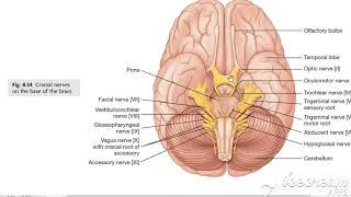 Facial nerve 1 [upl. by Zetana]