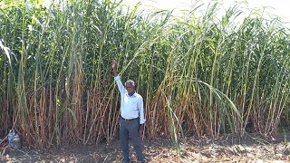 4G Bullet Super Napier grass stems  Green Fodder for Dairy Farming in Tamil Nadu  9790987145 [upl. by Hsuk705]