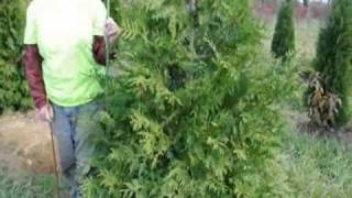 Arborvitae Green Giant 6 to 7 ft Tall Online Video [upl. by Nilloc]