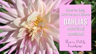 Dahlias easy How to dig divide and store overwinter new trick for dividing easily [upl. by Fogel601]