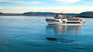 Whale Watching Boat Cruise from Reykjavik Iceland [upl. by Gusty]