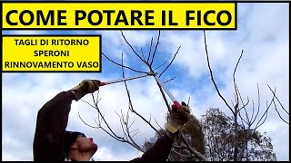 COME POTARE IL FICO tagli di ritorno e rinnovo forma di allevamento a vaso  Tutorial Giardinaggio [upl. by Corotto]