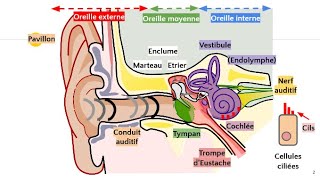 Anatomie de loreille 👂 [upl. by Aletta125]