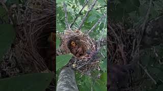 The cuckoo bird pushed the small bird of the shrike out of nest伯劳鸟的小鸟被杜鹃鸟推出了鸟窝 [upl. by Aivatnahs]