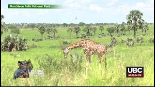 ROAD DIVERSON THROUGH MURCHISON FALLS NATIONAL PARK I MAY 23 2024 [upl. by Neih]