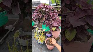 How to Grow Coleus by cutting  Easy way to propagate Coleus Plant shorts [upl. by Ketti]