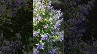 Blue Beard and the Bees Caryopteris in the Garden flowergarden [upl. by Senior]