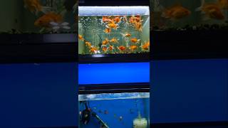 അലങ്കാര മത്സ്യങ്ങൾ  Aquarium fish aquariumfish [upl. by Aristotle]