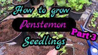 2021 How to grow penstemon from seed part 3 Guaranteed results every time [upl. by Amann]