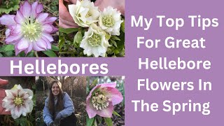 Hellebores  Tips On How To Look After Your Garden Hellebore Plants [upl. by Lugar]