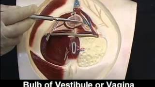 AnatomyPelvis and Perineum Videos2 [upl. by Anaitat]