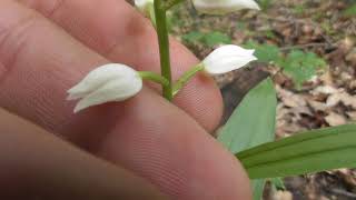 Cephalanthera longifolia the common names Narrowleaved Helleborine Swordleaved Helleborine [upl. by Pavlov]