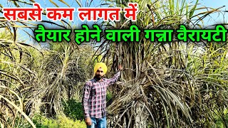 सबसे कम लागत में तैयार होने वाली गन्ना वैरायटी  new ganna variety [upl. by Londoner299]