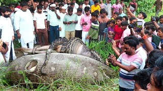 बहुत ही दर्दभरी घटना 10 दिन के बच्चे को जिंदा निगल गया अजगर सांप फिर कैसे क्या हुआ। Emotional 🥹😭🐍 [upl. by Tressia]