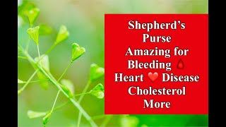 Shepherd’s Purse Amazing for Bleeding Heart Disease Cholesterol [upl. by Eedahs]