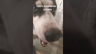 Lobin tentando roubar meu chinelo [upl. by Emelun]