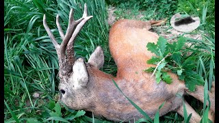 Roebuck hunting in mai 3 Sliver medal roebuck with 580g weight down [upl. by Aratahc757]