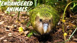 10 Most Endangered Animals Youve Never Heard Of in 2024by animalwondery [upl. by Nemlaz]