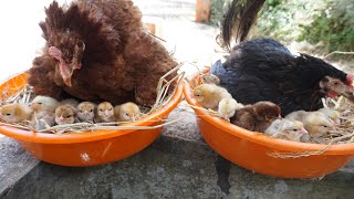 Two Broody Hen Arranging Eggs for to successive Natural hatching [upl. by Aniled]