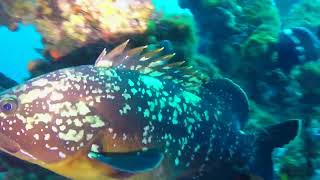 Dusky grouper Epinephelus marginatus  Le Prophète near CavalairesurMer France 252016 [upl. by Dhumma]