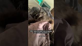 That stare at the end youtubeshorts cat catmemes [upl. by Hi]