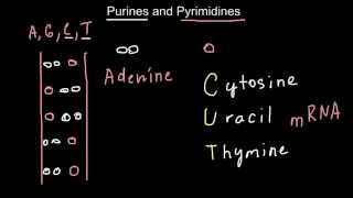 Mnemonic technics to memorize the difference between Purines and Pyrimidines [upl. by Yevreh]