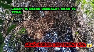 panen lebah di tempat yg padat akar dan belukar madu hutan riau apisdorsata [upl. by Seligmann825]