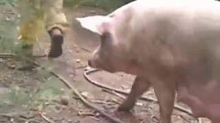 Giant 1000 lb Boar gets attacked and Killed by Africanized Killer bees [upl. by Yniatirb]