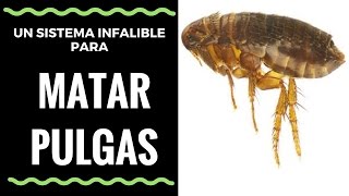 Como Matar Pulgas con un Sistema Infalible  How To Kill Fleas with Infallible System [upl. by Steffen]