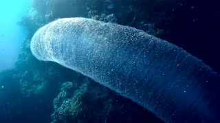 Pyrosome colony of microorganisms different kinds Пиросома колония микроорганизмов разные виды [upl. by Sherj]