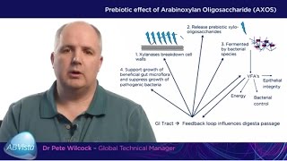 Achieving consistent gains through xylanase application in swine [upl. by Namzaj125]