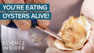 Why We Eat Oysters Alive [upl. by Terraj]