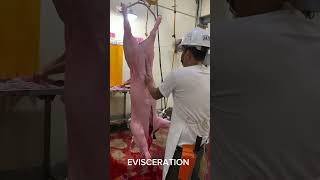 Full Process of Slaughtering a swine [upl. by Eltrym]