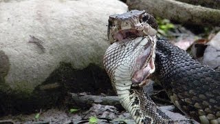 Cottonmouth vs Rattlesnake 04  Cottonmouth Kills amp Eats Rattlesnake  Time Lapse [upl. by Ardis950]