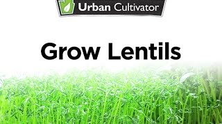 How to Grow Lentils Indoors  Urban Cultivator [upl. by Bough439]