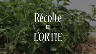 LOrtie sa récolte  plantesmedicinales herboristerie formation [upl. by Yessydo358]