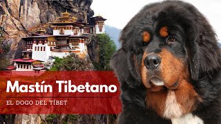 Perro Chino Gigante  Mastín Tibetano o Dogo del Tíbet  Terránea [upl. by Enaud]