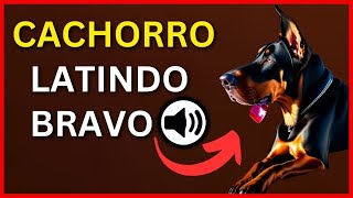 MELHOR SOM DE CACHORRO LATINDOCACHORRO LATINDO BRAVO [upl. by Dion]