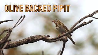 Olivebacked Pipit  Narsapur Forest [upl. by Aleusnoc]