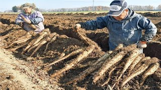 Japanese Yam Farming and Harvesting  Awesome Japan Agriculture Technology Farm [upl. by O'Dell]