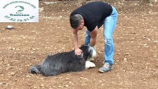 Pourquoi mon chien Bearded Collie est agressif avec mon chiot [upl. by Ettenuj]