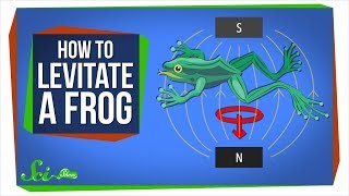 Diamagnetism How to Levitate a Frog [upl. by Raknahs816]