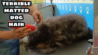 Terrible matted dog hair full shaveDown [upl. by Pavior454]