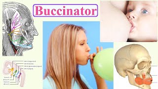 buccinator [upl. by Yde]