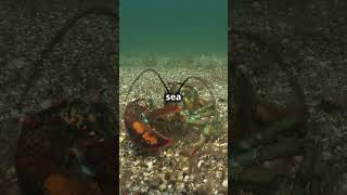 Epic Lobster Hunts Secrets Revealed facts lobster nature [upl. by Dorothi636]