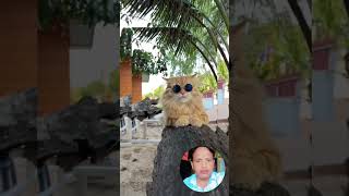 Cate cat dance video cat shorts fanny viral [upl. by Yoc]