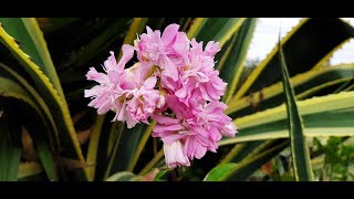 Saponaria officinalis Rosea Plena  Planta del jabón  Jabonera de flor doble  Soapwort [upl. by Emad]