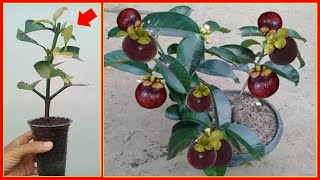 How to Mangosteen Tree Cuttings Technique To 100 Work  Mangosteen Cultivation Technique [upl. by Zilvia]